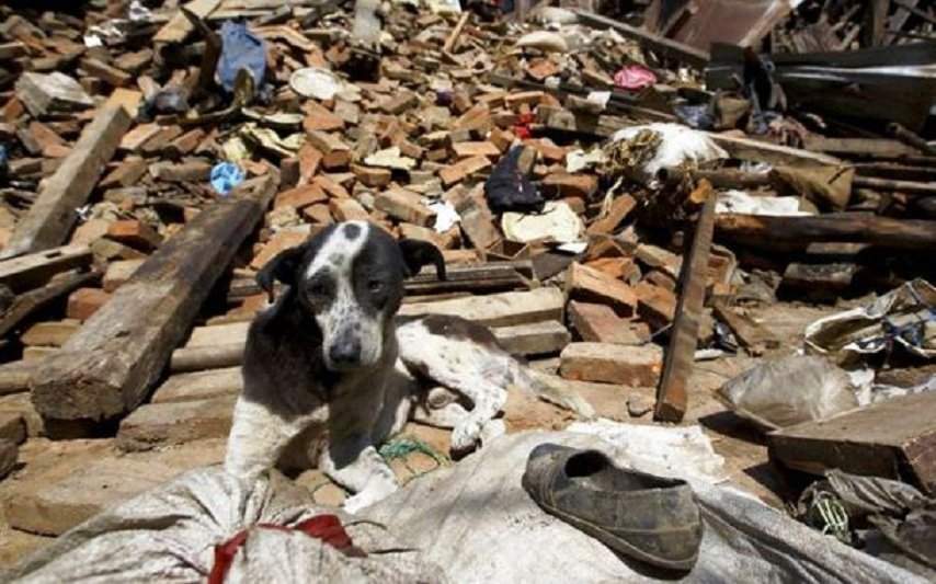 Terremoto centro Italia: non si dimenticano gli animali. Enpa ne soccorre 949 in 14 giorni