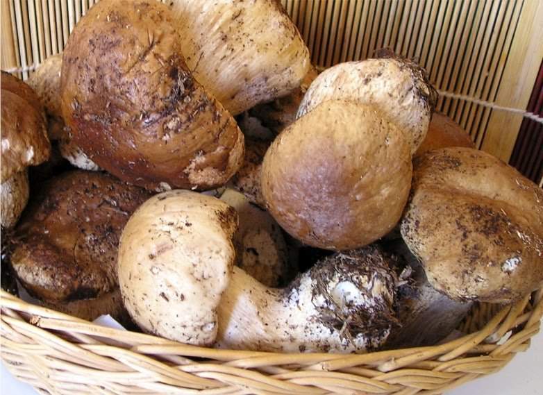 Compra funghi con parassiti e finisce al Pronto Soccorso. Ausl: non comprateli da venditori in strada