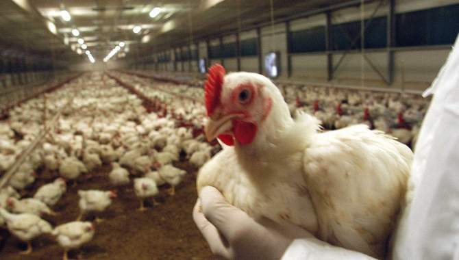 Influenza aviaria, focolaio in un allevamento di Sorbolo