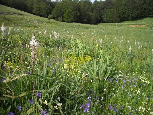 Regione: arriva etichetta “Prodotti di Montagna” a tutela della qualità
