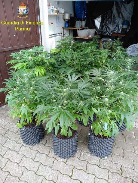 Tra casa e garage una serra di marijuana: denunciato agricoltore