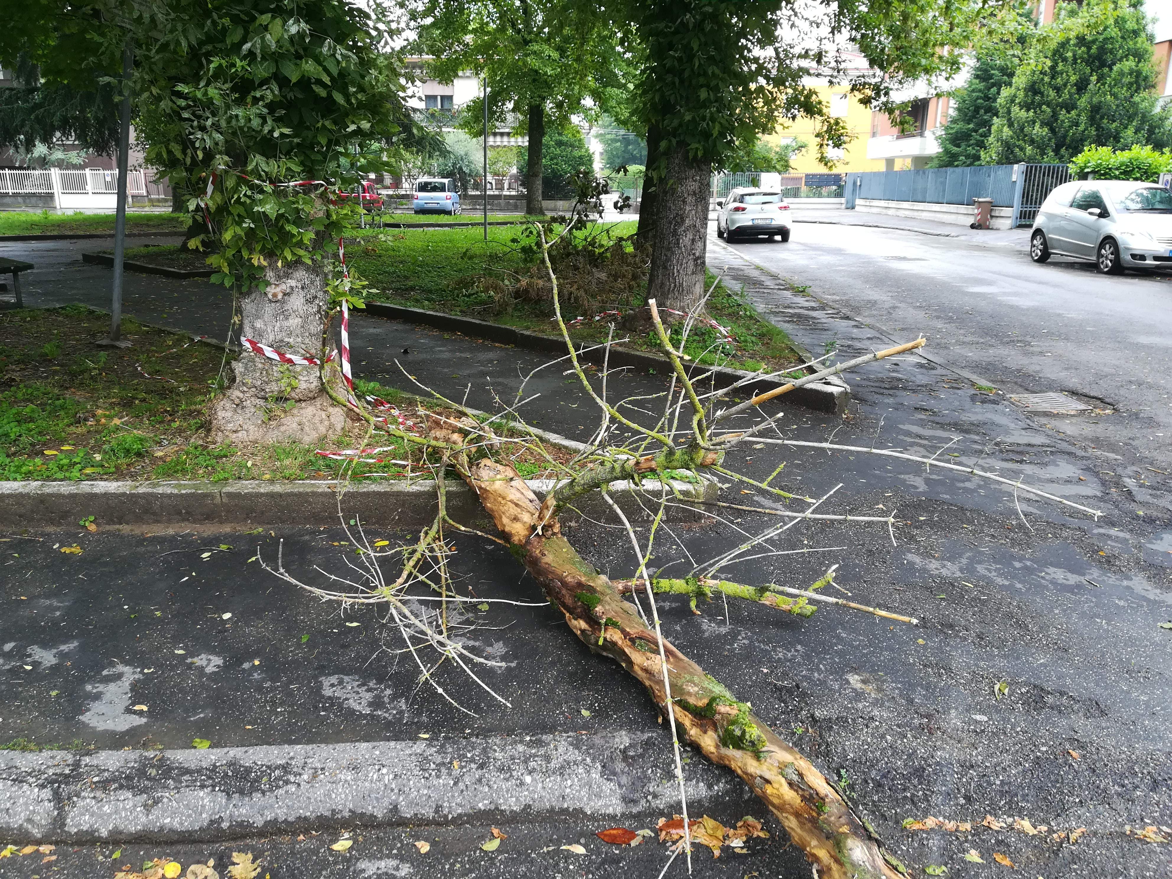 Baganzola – Sembra non aver fine il problema della caduta delle piante – FOTO