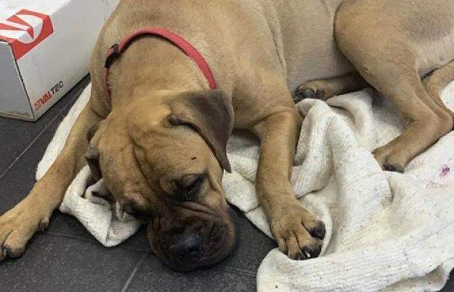 Salso – Cane abbandonato in casa, salvato dalla municipale