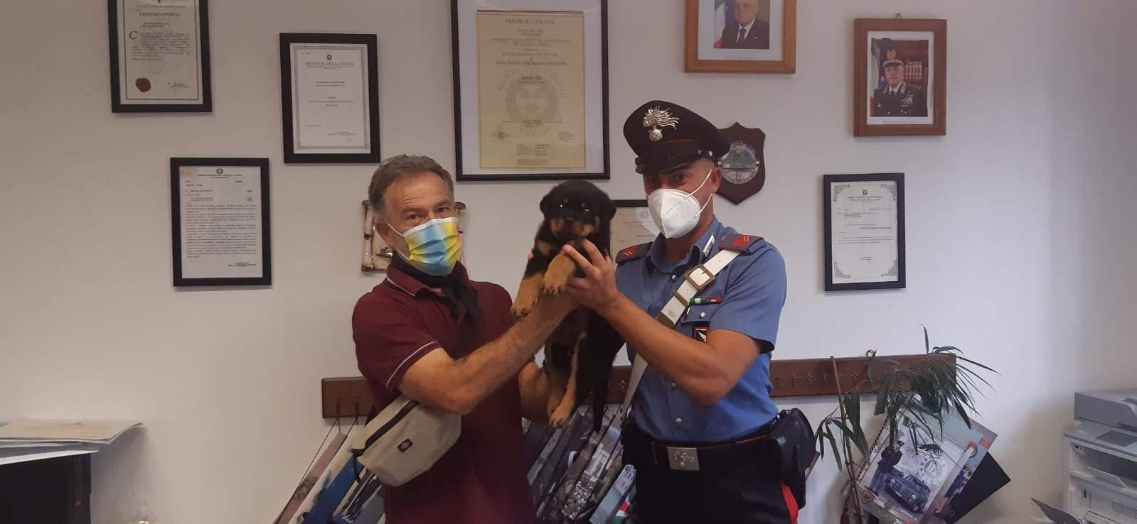 Ruba un cucciolo di rotweiller: incastrato dal veterinario e denunciato dai Carabinieri
