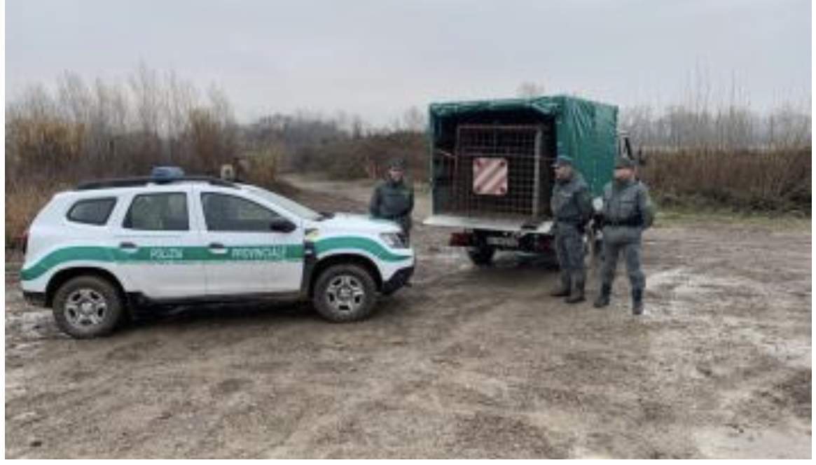 Golena del Parma – Trovate trappole abusive per catturare i cinghiali