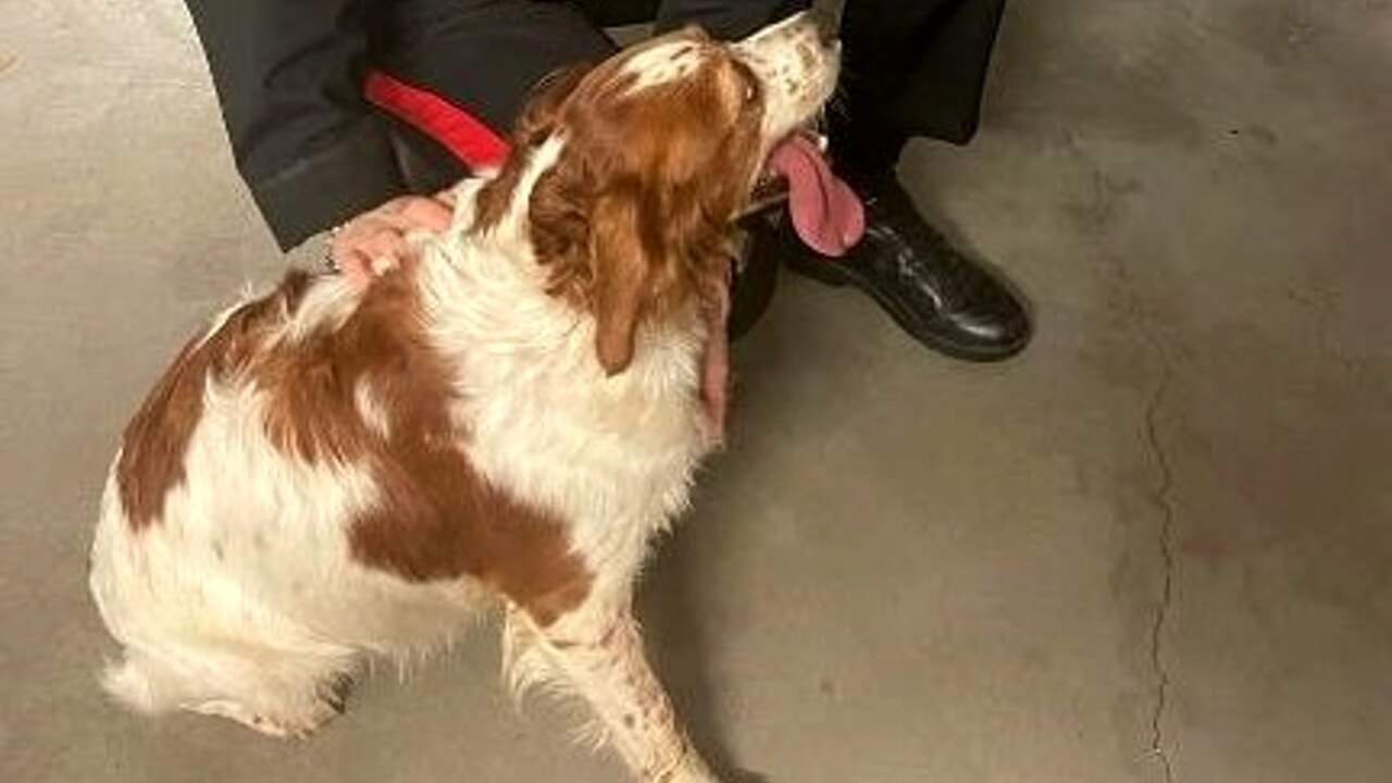 Il cane Rocky scappa e si perde: ritrovato dai Carabinieri