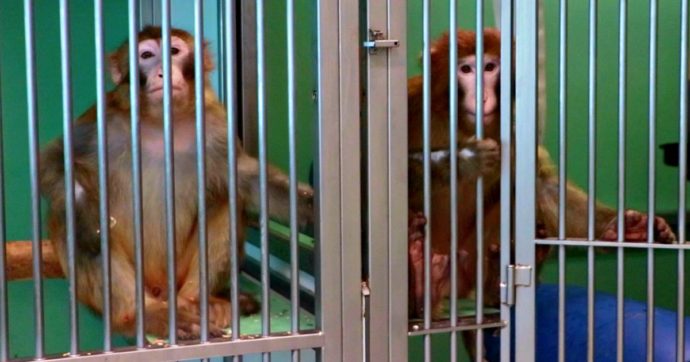 “Salviamo i macachi”:  mobilitazione a Parma e a Roma