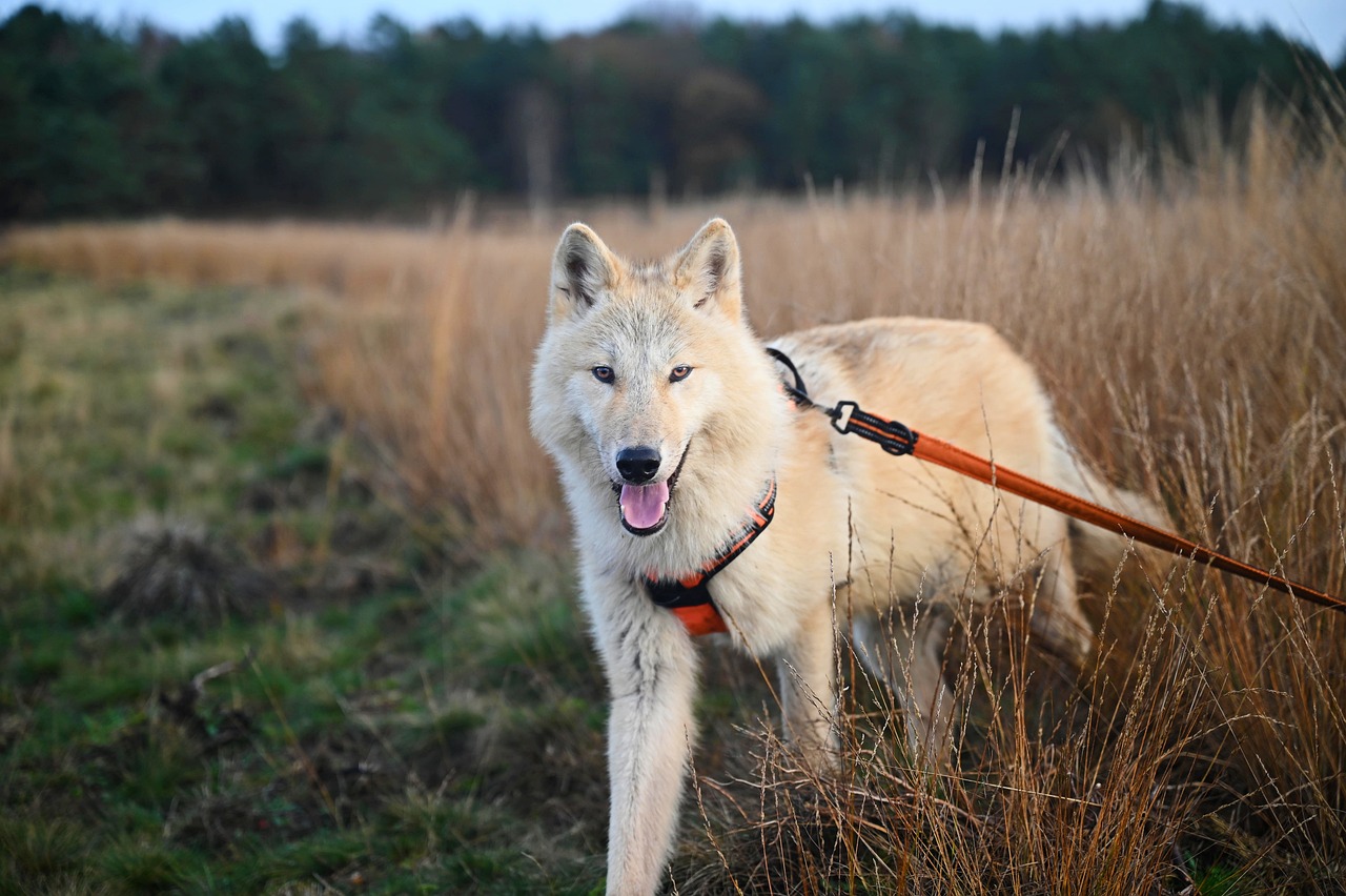 Cani, consumi e consapevolezza: i nuovi trend della pet economy