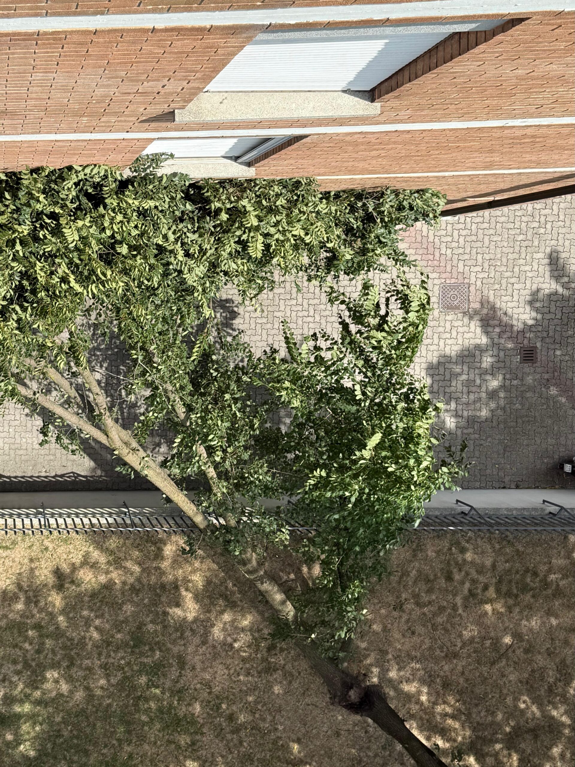 Via Brigate Julia, albero cade su un condominio – FOTO