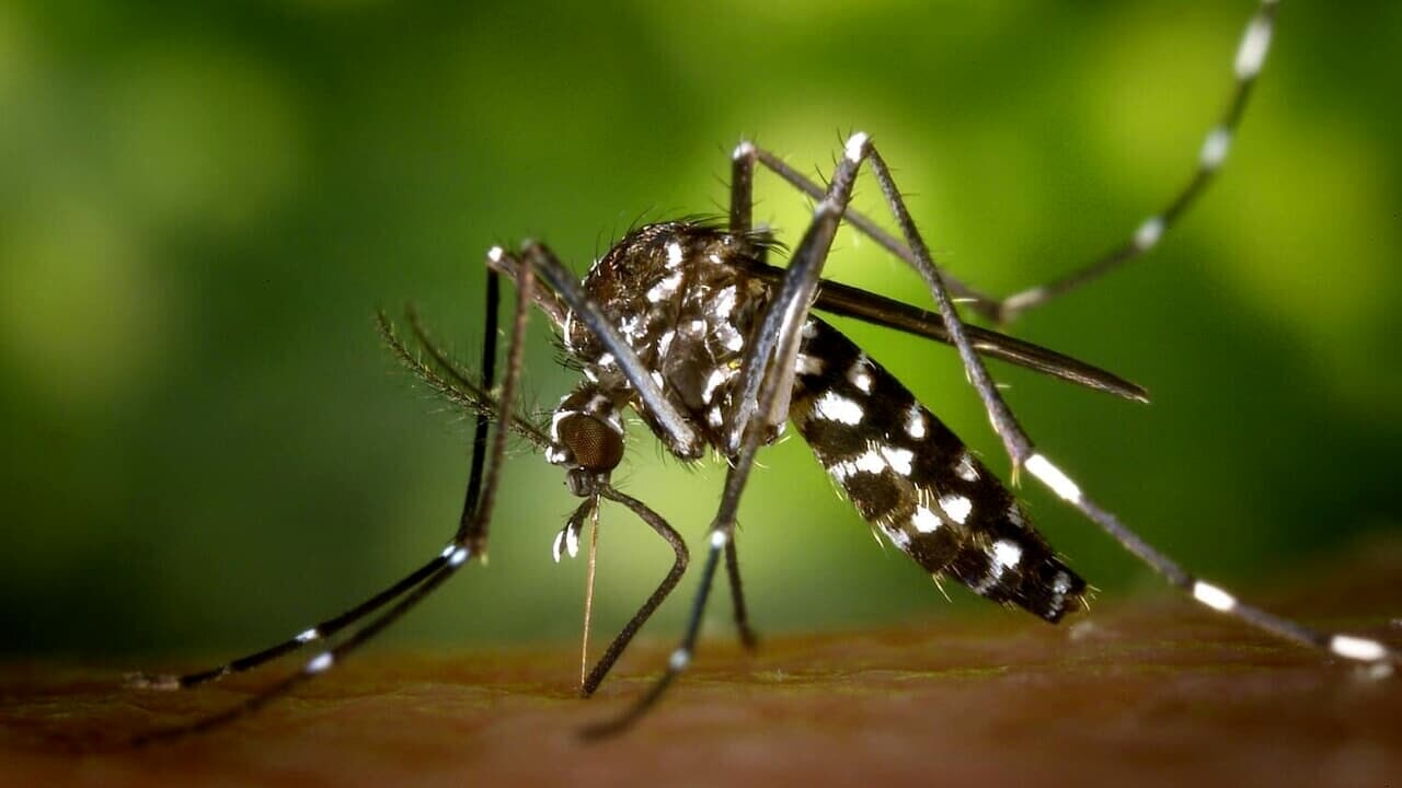 Sospetto caso Dengue: al via trattamenti adulticidi della zanzara tigre in via Tibullo Albio e via Volturno