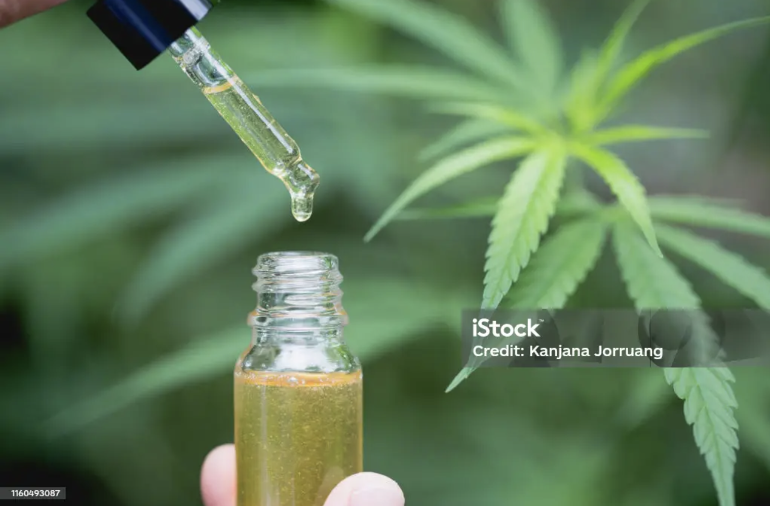 Olio CBD: Benefici, utilizzi, come sceglierlo al meglio