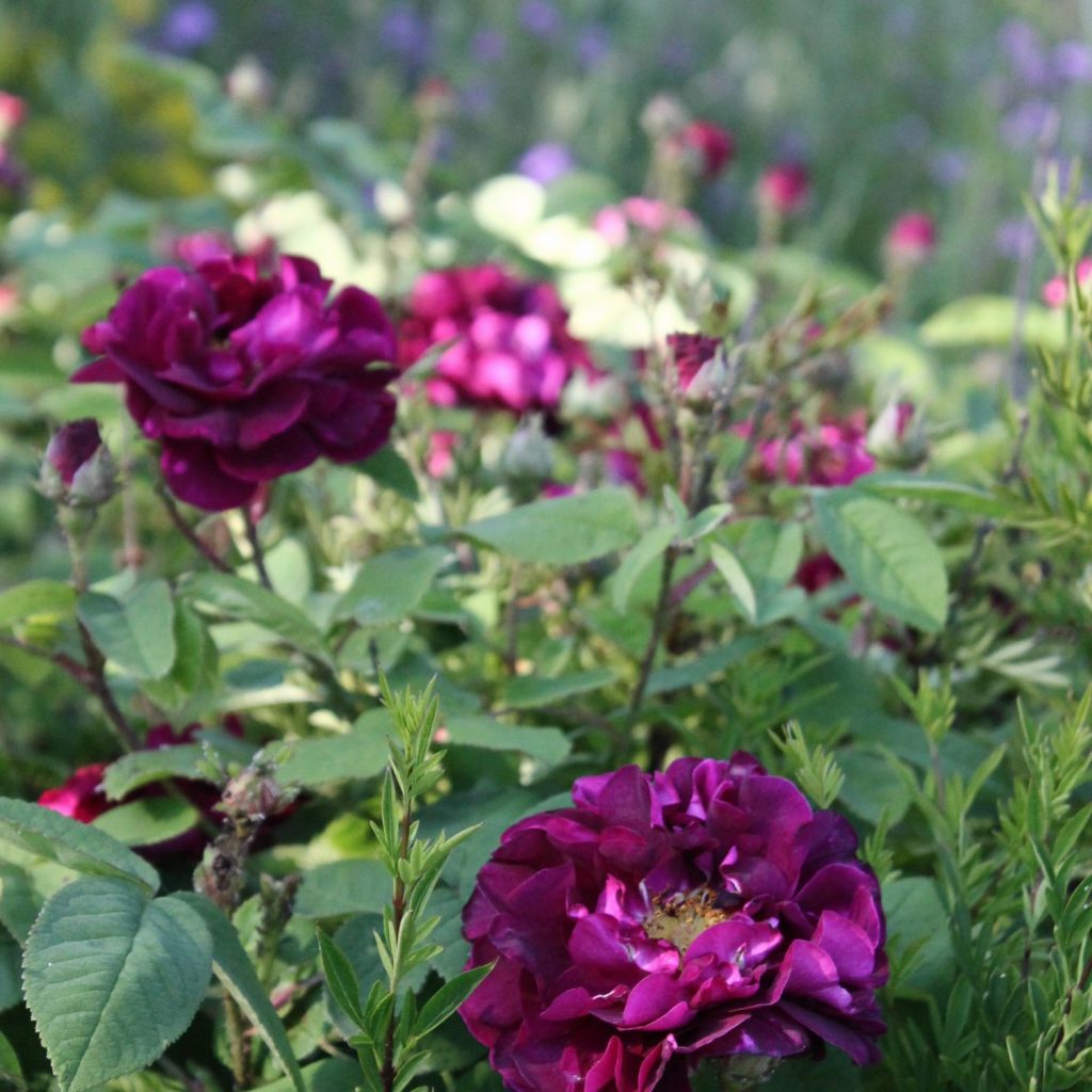 Quando andare in Oman per la stagione delle rose damascene