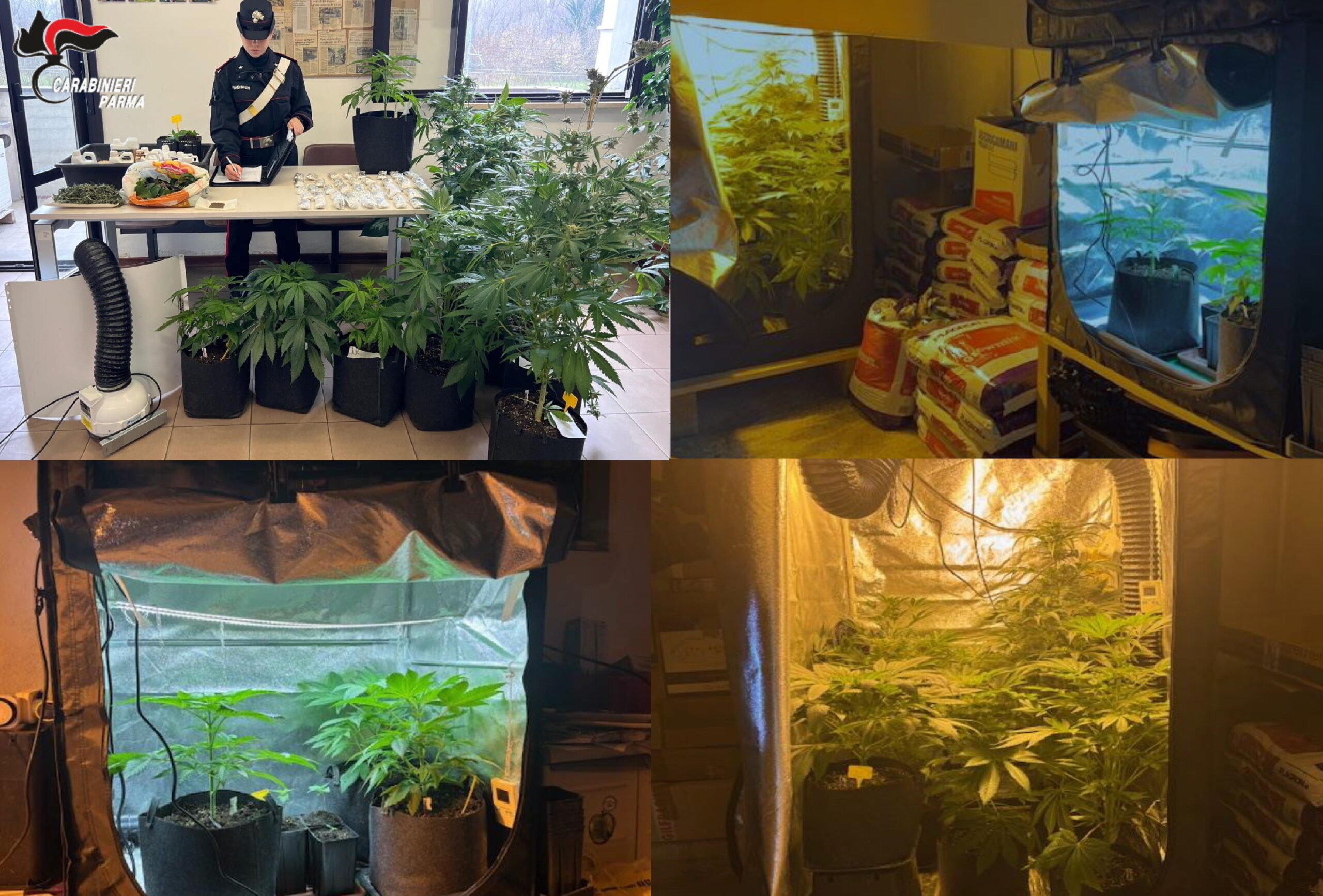 Affidato in prova ai servizi sociali, coltiva marijuana in garage: arrestato 60enne