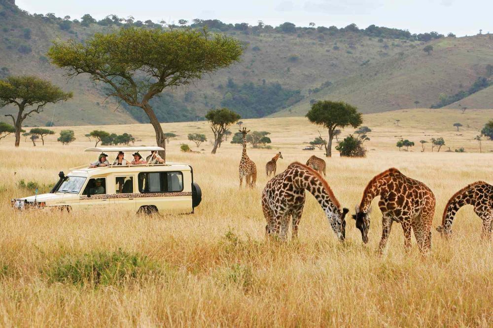 Migliori destinazioni per safari: dove andare per un’avventura indimenticabile