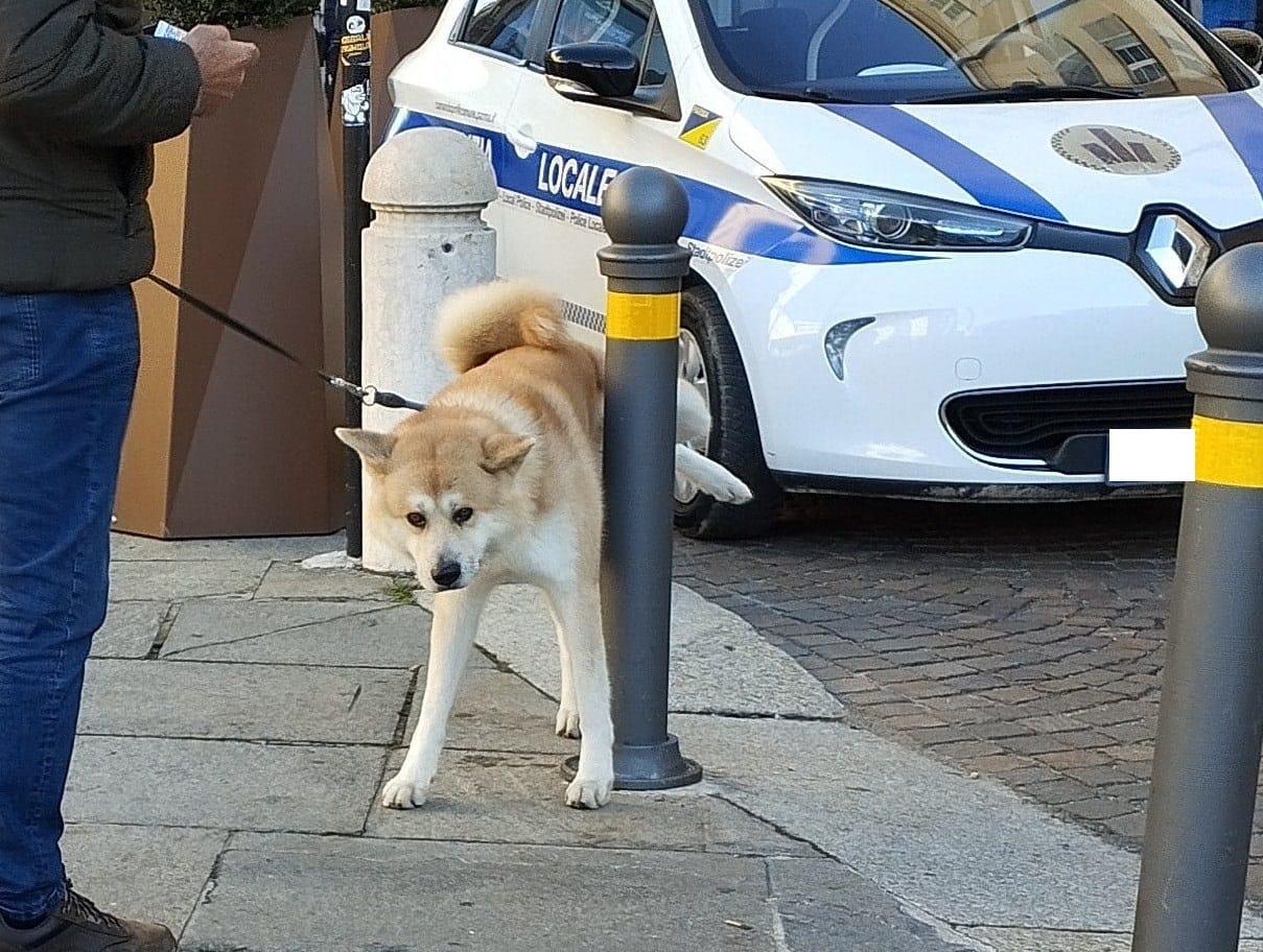 Via Cavour, salotto o latrina a cielo aperto? FOTOVIAGGIO NELLE DEIEIZIONI CANINE