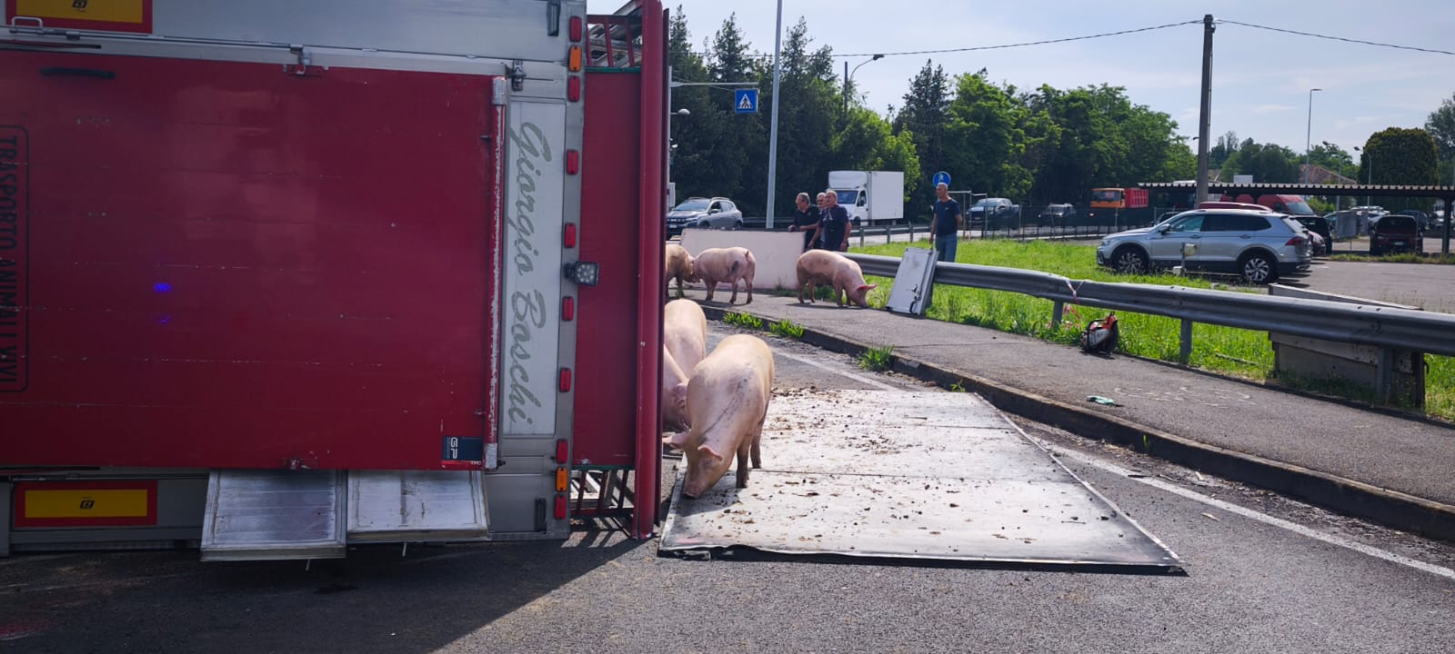 Via Emilia invasa dai maiali, traffico in tilt – FOTO, VIDEO
