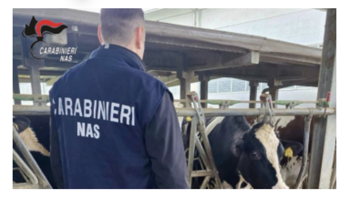 Formaggio da incubo nella Bassa Parmense: insetti tra le forme e animali maltrattati, scatta il sequestro