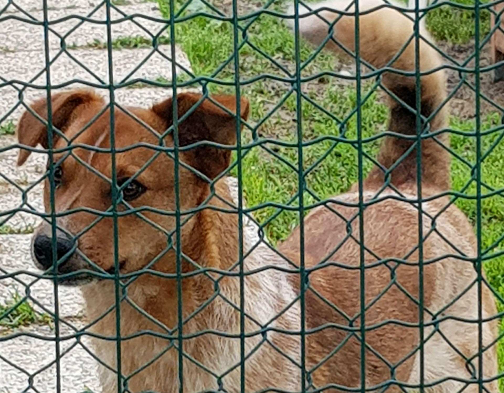 “Canile e gattile, ci sono criticità che non possono essere ignorate”