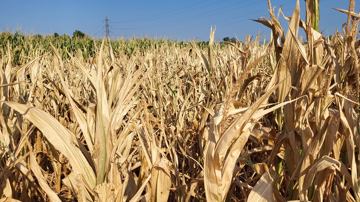 La “mappa della sete”: colture di mais, sorgo, barbabietola e soia in  sofferenza