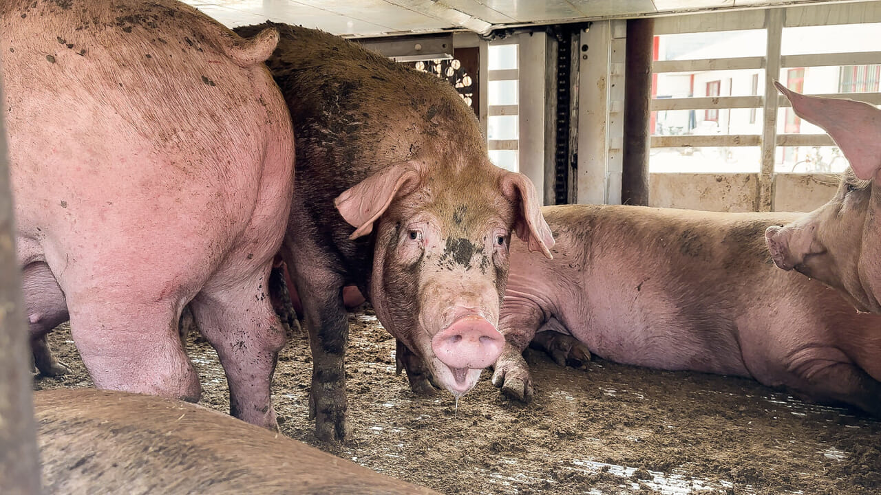 Essere Animali: Maiali trasportati a temperature estreme, morti sui camion a 45 gradi senza acqua