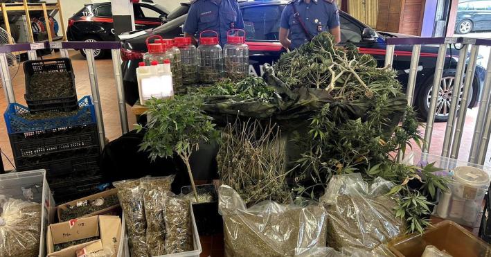 Trasformano la casa in una mega serra di cannabis: blitz dei Carabinieri, arrestato 45enne