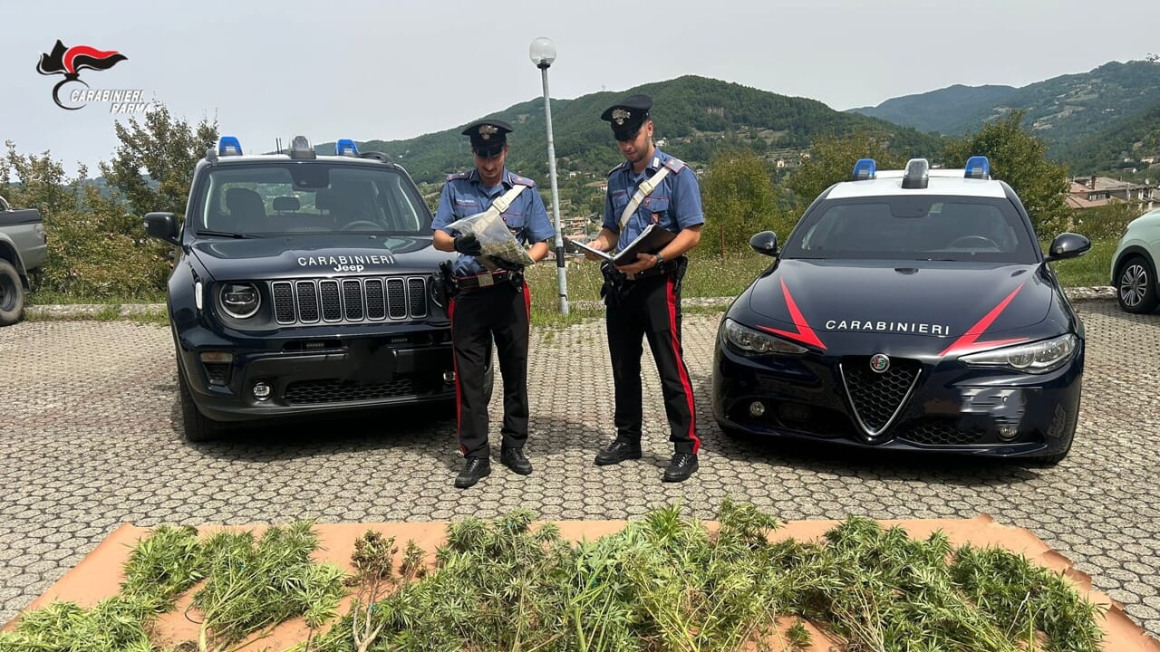 Coltivava e lavorava marijuana in giardino: denunciato 62enne