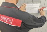 Maxi-operazione contro i combattimenti clandestini tra cani drogati: 12 indagati e 24 pitbull tratti in salvo