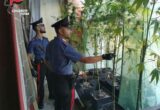 Scoperta serra di marijuana, arrestato un 55enne. sequestrati quasi 5 chili tra piante, infiorescenze e materiale per la coltivazione