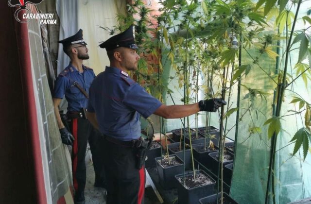 Scoperta serra di marijuana, arrestato un 55enne. sequestrati quasi 5 chili tra piante, infiorescenze e materiale per la coltivazione