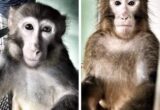 Uccisi i macachi Alan e Larry: “Una sconfitta per la civiltà e per la scienza”
