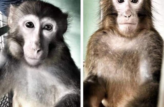 Uccisi i macachi Alan e Larry: “Una sconfitta per la civiltà e per la scienza”