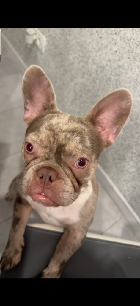 Dopo l’incidente in A1 | Persa la cagnolina Freya, chi l’ha vista?